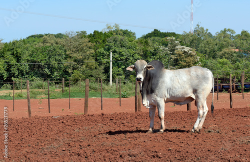 Closeup of young zebu bull of the Nelore breed