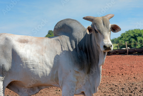 Closeup of zebu bull of the Nelore breed