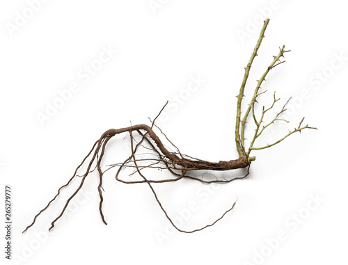 Rose seedling on white background