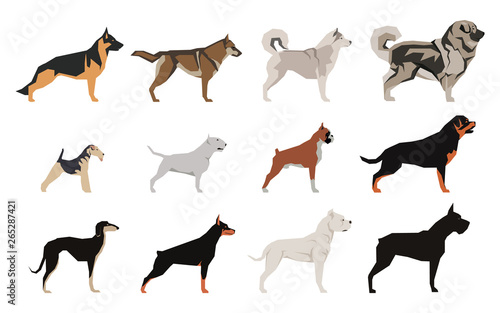 Dogs set color flat icons for web and mobile design. Breeds of dogs Isolated on white.