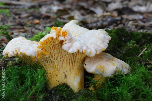 Pieprznik jadalny kurka Cantharellus cibarius