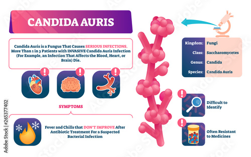 Candida auris vector illustration. Biological fungus infection explanation.