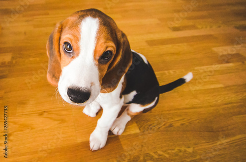 Little sad beagle puppy sits on a wooden floor, looking up.