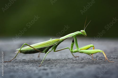 praying mantis