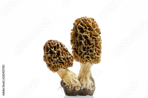 Morel mushroom with pronounced texture close-up