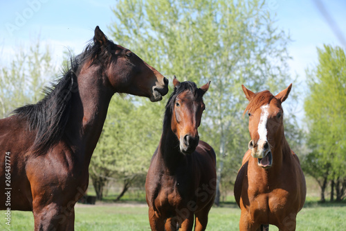 Group of yearlings playing together in beautiful morning lights in the green at springtime