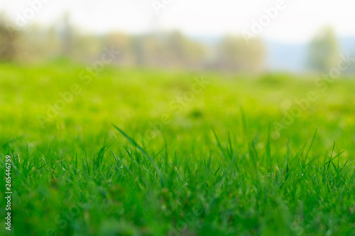 Blurred green grass. Natural background texture.