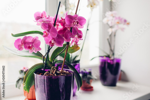 Purple orchid on windowsill. Home plants care.