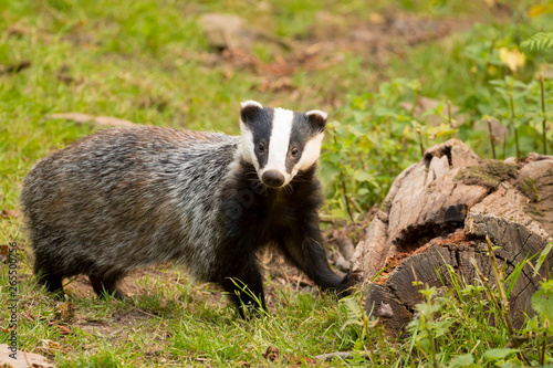 A close up of a wild badger (Meles meles). Taken in the West Wales countryside,, Wales, UK