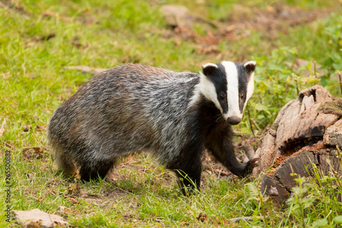 A close up of a wild badger (Meles meles). Taken in the West Wales countryside,, Wales, UK