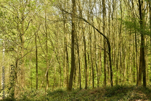Zone d'arbres très serrés et impénétrable au bois des Capucins à Tervuren