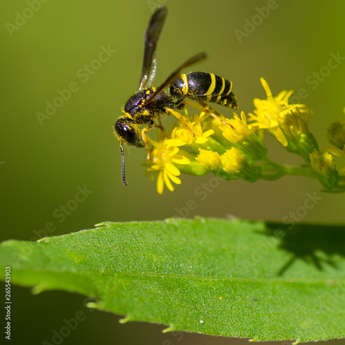 Closeup macro of potter wasp (I believe) feeding / pollinating on a yellow wildflower above a green leaf - in Governor Knowles State Forest in Northern Wisconsin