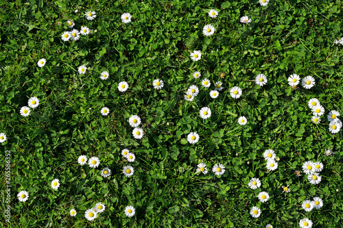 Several daisies blooming in the lawn.