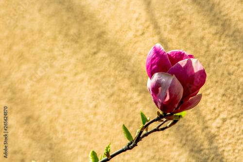 Wiosenne przebudzenie krzewu magnolii.