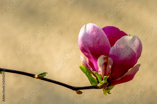 Wiosenne przebudzenie krzewu magnolii.