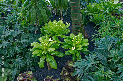 A flowering Brighamia insignis in an exotic garden border