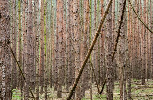 A forest of pines in the state of Brandenburg in Germany. Concept monocultures.