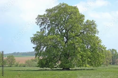 120 Jahre alte Flatterulme (Ulmus laevis) in Nordhessen