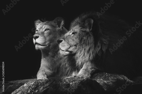 Portrait of a sitting lions couple close-up on an isolated black background. Male lion sniffing female.