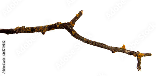 Dry pear branch with cracked bark on an isolated white background
