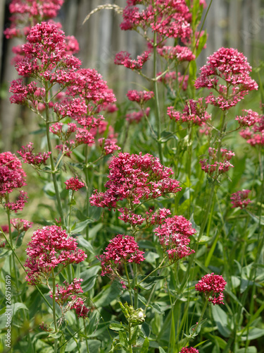 Centranthus ruber 'coccineus' - Centranthes à fleurs rouges foncées des sols rocailleux des garrigues de Provence