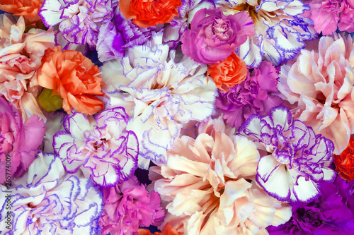 Colorful flower bouquet background made of colorful carnation flowers wall for background and wallpaper