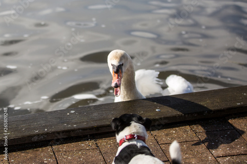 Schwan und Hund am Steinhuder Meer, Hund bellt einen schönen Schwan an dieser faucht zurück, Schwan greift Hündchen an, Schwan im Wasser