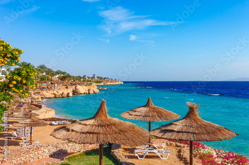 Sunny resort beach with palm tree at the coast shore of Red Sea in Sharm el Sheikh, Sinai, Egypt, Asia in summer hot. Bright sunny light