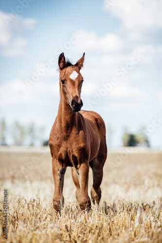 Pferd Warmblut mit schönem Abzeichen auf der Stirn; niedliches kleines Fohlen steht auf einem Feld
