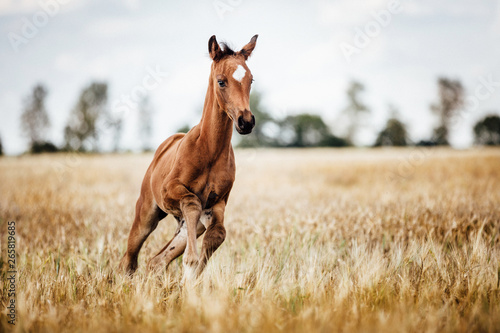 Pferd Fohlen gallopiert frei auf dem Feld, niedliches kleines Tierkind; im Freilauf auf einem Feld aus Korn und Stroh, hübsche Stute