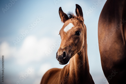 Pferde hübsches braunes Fohlen im Sommer vor schönem blauen Himmel schaut aufmerksam Fohlen bei Fuss, reinrassiges Warmblut mit edlem Kopf