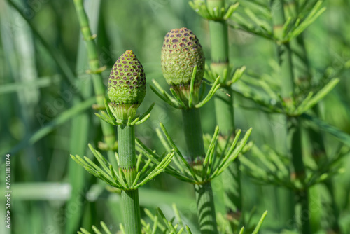 equisetum fluviatile, water horsetail, swamp horsetail macro