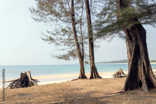 trees on nai yang beach in Thailand 