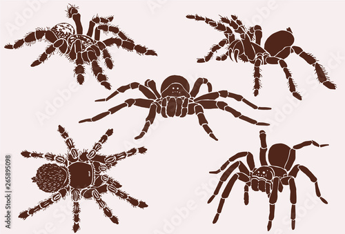 Graphical set of tarantula spiders, vector vintage illustration