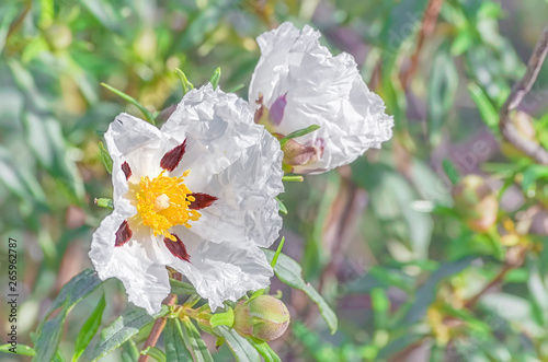 Cistus ladanifer. Beautiful white flower of medicinal plant, native to the western Mediterranean region. Sunny day in spring time. Soft focus