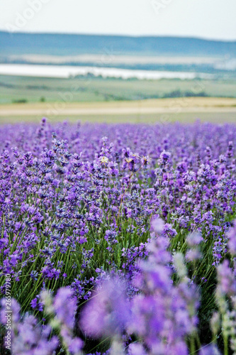 Beautiful landscape with violet lavender field and hills