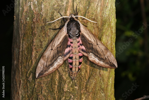 Sphinx ligustri LINNAEUS, 1758 Ligusterschwärmer Zuchtexemplar aus Bayern 17.06.2012