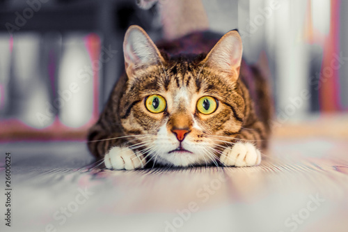 charismatic surprised cat lies and stares ahead