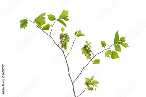 Branch of Ulmus laevis or European white elm with fruits and young green leaves isolated on white background