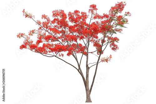 Red flamboyant royal poinciana flower tree isolated on white background for design work