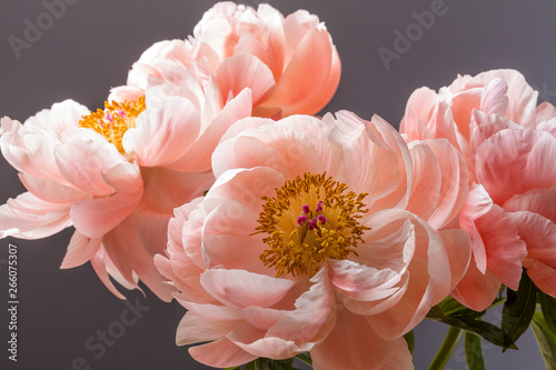 Pink peony flower bouquet close up isolated on a black background