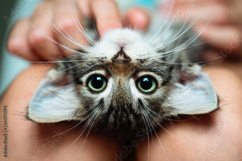 Cute little kitten lying upside-down in its owner's lap enjoying. Close up
