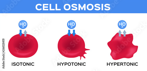 blood and cell osmosis vector / isotonic hypotonic and hypertonic