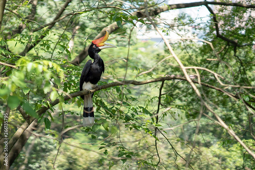 Hornbill