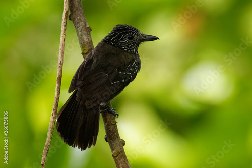 Black-hooded Antshrike - Thamnophilus bridgesi species of bird family Thamnophilidae, found in Costa Rica and Panama