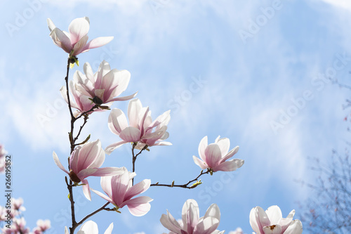 magnolia and blue sky