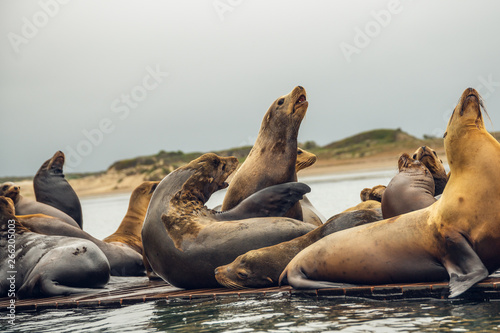 Sea Lions on a Floating Dock