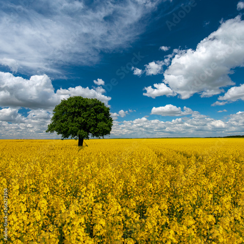 Lonely tree on the blooming colza field, blue cloudy sky