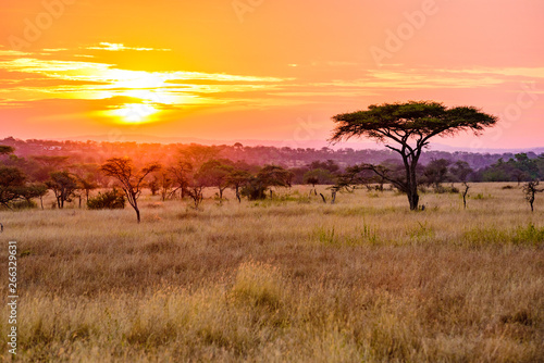 Sunset in savannah of Africa with acacia trees, Safari in Serengeti of Tanzania