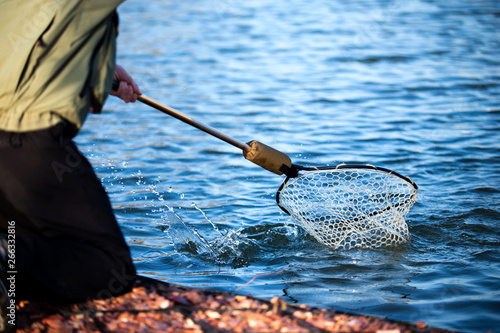Fishing. Fisherman holding a landing net to pick up a trout.